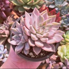 多肉植物　カリナ錦　抜き苗　るる農園