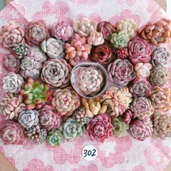 302 お得用 多肉植物寄せ植えセット
