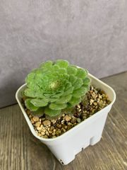 姫明鏡　アエオニウム　プレステラ90 鉢ごと