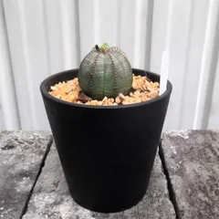 特大　オベサ × バリダ 交配種　陶器鉢のまま発送　ユーフォルビア　コーデックス 特大 オベサ × バリダ 交配種 陶器鉢のまま発送 ユーフォルビア