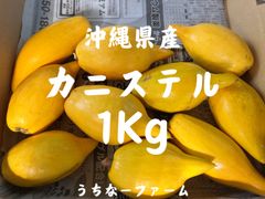 1日10ケース限定！農家直送 沖縄カニステル1Kg