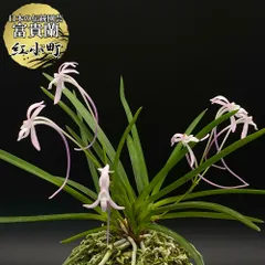芸東小町】 | 富貴蘭を楽しんでブログ