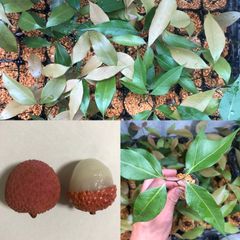 ⭐️⭐️ライチの苗1鉢⭐️⭐️レイシー苗木　メキシコ産ライチ苗木