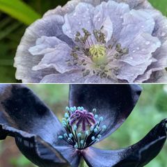 ポピー ブラックマジック 150粒以上＆ポピー アメイジンググレイ30粒