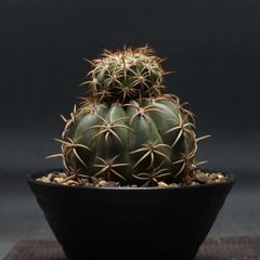"Melocactus matanzanus" メロカクタス マタンザナス【魔雲】 管理2160