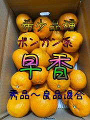 【SALEレア物】早香（温州みかん×ポンカン）　箱込み約5Kg.