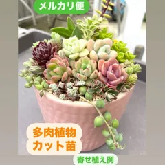☆多肉植物カット苗詰め合わせ☆セダムカット苗☆エケベリア小苗☆自分でちま寄せ☆このまま飾れません☆１点もの☆