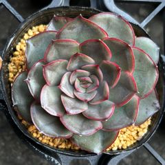 ブラックフェザー　エケベリア　韓国苗　多肉植物