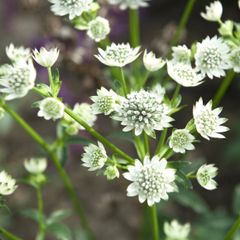 純白の花が咲く★ アストランティア　スノースター　苗