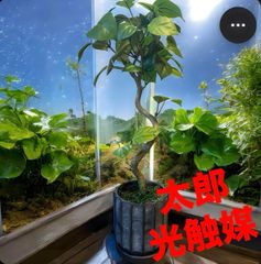光触媒 人工観葉植物 ウォールグリーン フェイクグリーン 胡蝶蘭8047