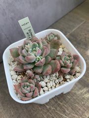 多肉　多肉植物　ホワイトアイス　エケベリア　プレステラ 90 ポットごと