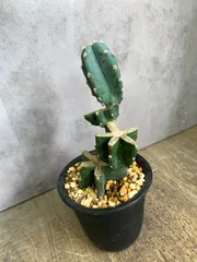 R*U様 越冬済み　柱サボテン 8頭発根　サボテンブランチ　メキシカン　チカーノ 越冬済み 柱サボテン 鬼面角 8頭発根 サボテンブランチ