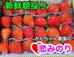 ｢新鮮朝採り｣♥恋みのり♥かんちゃん農園の甘いいちご イチゴ 苺