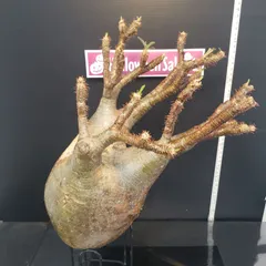 2025年最新】グラキリス ベアルートの人気アイテム - メルカリ