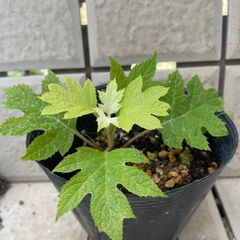 ⑲大きめ苗! 子株2こ付きそわそわ❣️祭囃子❣️群生ちょこん❣️6苗メルカリ便込 ⑲大きめ苗! 子株2こ付きそわそわ❣️祭囃子❣️群生ちょこん