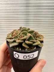 チタノプシス　種子４０種類　２０粒ずつセット チタノプシス 種子40種類 20粒ずつセット - メルカリ