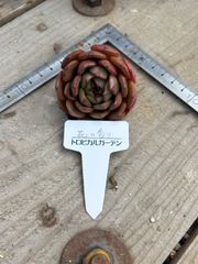 花の香り ランダム エケベリア トロピカルガーデン 多肉植物
