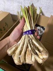 伊江島産 島らっきょう　1.5キロ　即日発送で最短着