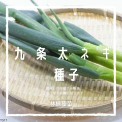T17　家庭菜園でおすすめ品種　九条太ネギ　固定種　野菜の種　貴重な累代自家採種！ここが他とは違います！
