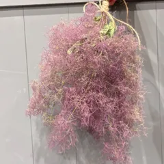 2024年最新】スモークツリーインテリアの人気アイテム - メルカリ 