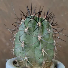 オクルタ　エリオシケ　群生希少大苗国内繁殖　鉢ごと発送（コピアポア塊根植物） オクルタ 輸入球 A2710☆エリオシケ サボテン☆「送料無料」浦部