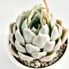 【多肉植物】エケベリア・リラシナ×セプテンバーモーン　Echeveria lilacina×Echeveria 'September Morn'
