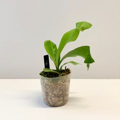 【和製交配種】| P. 'Kirin'  麒麟  | 子株