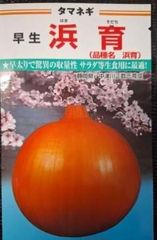 野菜球根】ホームたまねぎ赤25球☆ポンと置くだけ！玉ねぎ苗より手軽