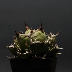 "Agave titanota" アガベ チタノタ【シーザー】 管理2093