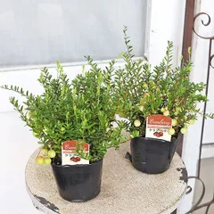 値下げ 果樹苗 クランベリー ツルコケモモ 大実 3.5号 草花 赤い実 庭 低木 かわいいのサムネイル