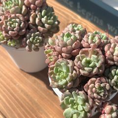 リンゼアナ×中里リンゼアナ　札付きポットごとメルカリ便TYさん苗 美苗】多肉植物 (ルキアxホリコロ)x中里リンゼアナ 札付きポット