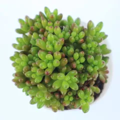 【新着商品】3個セット【品種で選べる多肉植物】学名：Sedum 2.5号ロングポット rubrotinctum 虹の玉(ニジノタマ) /ベンケイソウ科グラプトペタルム属●光沢・丸みがある、ぷりっとした葉が可愛い多肉植物です。葉が小さく、たくさん付いており、小さ