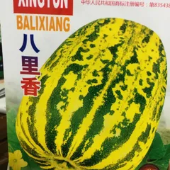 中国 八里香 メロン 種 10粒のサムネイル