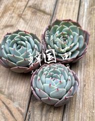韓国苗　エアーマジック苗　ピンキーサイモン　直輸入　‼️