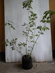 【株立ち・美白斑点模様】アオダモ A250405 【茨城直接引渡し可】山採り 株立ち・美白斑点模様】アオダモ A250411【茨城直接引渡し可】山採り