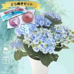 「父の日 どら焼き付き☆」紫陽花 アジサイ あじさい 父の日 鉢物 2025 母の日 遅れてごめんね ！ 誕生日 御祝 花 プレゼント ギフト おすすめ ピンク オシャレ お祝い 送料無料 即日発送 お父さん お母さん 栄養剤付き