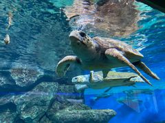 SEIKO セイコー クォーツ QN-420R パタパタ時計【ジャンク扱い