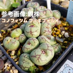 種子２０粒 コノフィツム フィキフォルメ Conophytum ficiforme フィシフォルメ 多肉植物 実生用