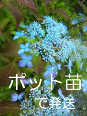 2024年最新】紫陽花の挿し木の人気アイテム - メルカリ