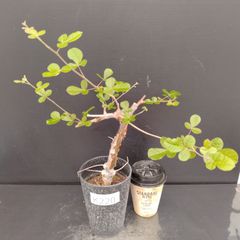 K220【自社養生株】コミュフォラ　ブレビカリックス　ベゾルム（実生・発根株・鉢植え）【灌木系・塊根植物】