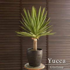 ハウスNO.1 超極太 4ヘッド優秀選抜株 将来有望 ユッカ キミガヨラン Amazon.co.jp: Yucca キミガヨラン グロリオサ ユッカ ドライ