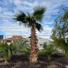 2025年最新】ワシントンヤシの人気アイテム - メルカリ