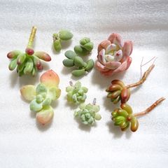 多肉植物　エケベリア　プクプクセット