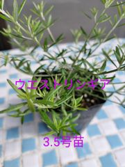 ウエストリンギア　3.5号苗　金子香草園　オーストラリアンローズマリー　ガーデニング　寄せ植え