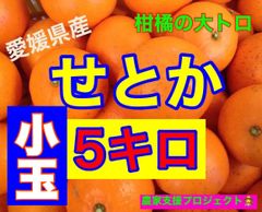 濃厚！せとかS玉5キロ