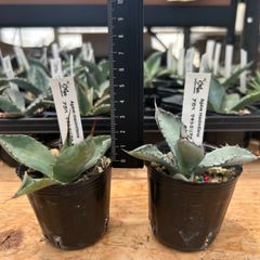 アガベ 実生　まさしさん専用 アガベ 実生 まさしさん専用