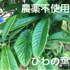 【農薬不使用】びわの葉 枇杷の葉 チンキ お茶 湿布 温灸 小動物のおやつ ♪