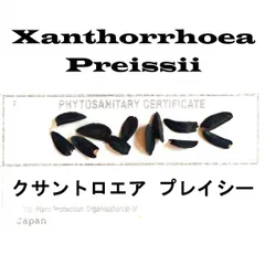 2026年最新】クサントロエア プレイシーの人気アイテム - メルカリ