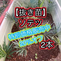 2024年最新】ソテツ CYCASの人気アイテム - メルカリ