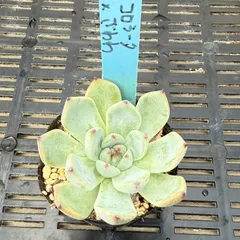 おらいさん ロメオ×ざわわ コロラータ×ざわわ 札付き2個セット 2025年最新】ロメオ×ざわわの人気アイテム - メルカリ